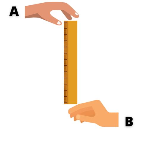 ruler drop test|ruler drop test pdf.